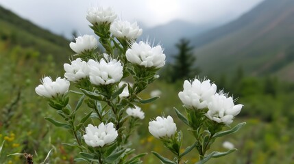 Stunning White Flowers Blooming in Mountain Landscape