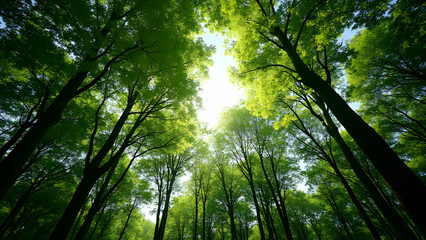 Fototapeta premium Sunlit Canopy: A mesmerizing vista from the forest floor, gazing upwards to a verdant canopy of towering trees, with sunlight filtering through the leaves.