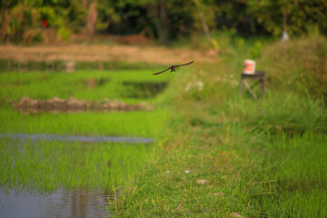 Bird is hunting over green rice field