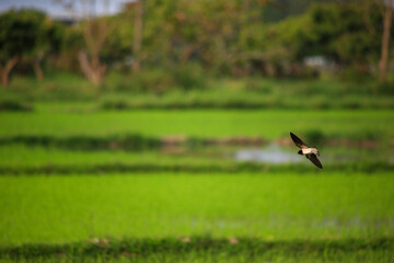 Bird is hunting over green rice field