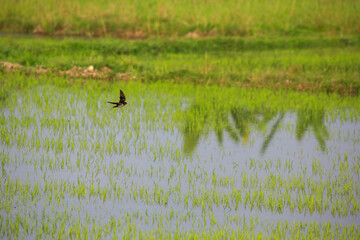Bird is hunting over green rice field