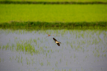 Bird is hunting over green rice field