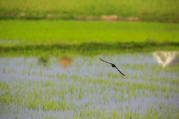 Bird is hunting over green rice field