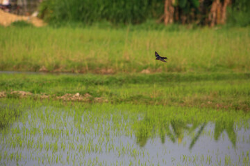 Bird is hunting over green rice field
