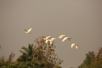 Bird is hunting over green rice field