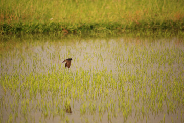 Bird is hunting over green rice field