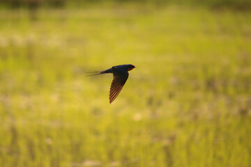 Bird is hunting over green rice field