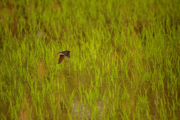 Bird is hunting over green rice field
