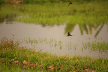 Bird is hunting over green rice field