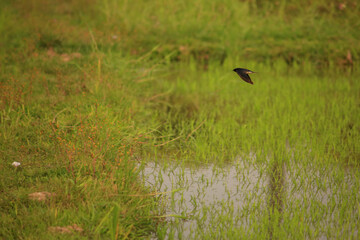 Bird is hunting over green rice field