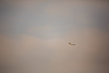 Bird is hunting over green rice field