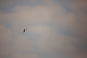 Bird is hunting over green rice field