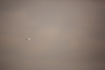 Bird is hunting over green rice field