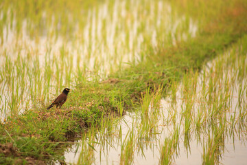 Bird is hunting over green rice field