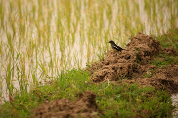 Bird is hunting over green rice field
