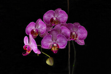 Naklejka premium The purple moon orchid flower called because when it flowers it is shaped like a moon. The purple color of the orchid looks beautiful and attracts the attention of people who see it