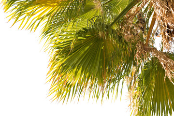 Fototapeta premium Branches of date palms under blue sky in Summer