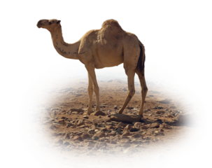 Dromedar camel in the background sands of hot desert, Egypt, Sinai