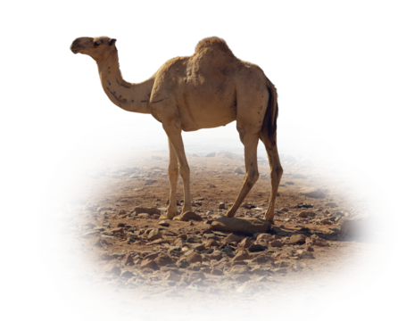 Dromedar camel in the background sands of hot desert, Egypt, Sinai