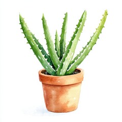 Fototapeta premium Lush aloe vera plant in a watercolor style indoor setting botanical art natural light serenity concept, isolated on white background