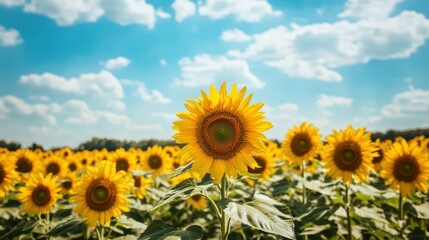 Obraz premium Vibrant sunflowers stretch toward the endless summer sky in an expansive field