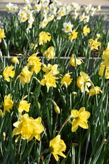 Obraz premium Narcissus pseudonarcissus au printemps au jardin