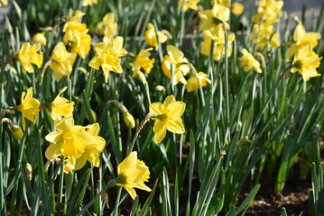 Fototapeta premium Narcissus pseudonarcissus au printemps au jardin