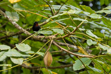 Rotkehl Gimpeltangare - Loxigilla noctis