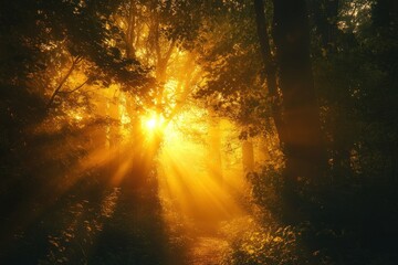 The last rays of a golden sunset creating an ethereal glow through the trees.