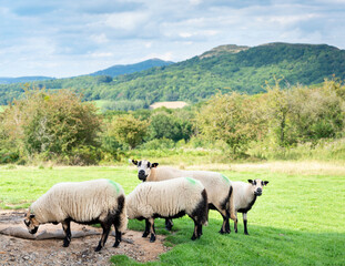 Fototapeta premium Sheep grazing on a meadow,near to Malvern Hills,Herefordshire,England,United Kingdom.