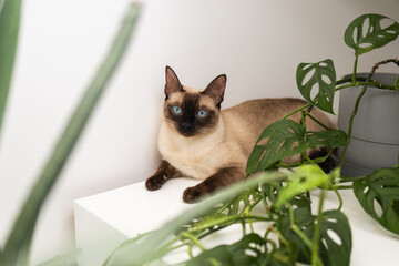 Fototapete bei efototapeten.de bestellen   