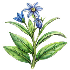 Title: Delicate lobelia flowers with cascading blue and purple petals in full bloom  
