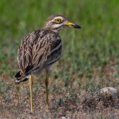 Eurasian Stone-curlew, close-up 