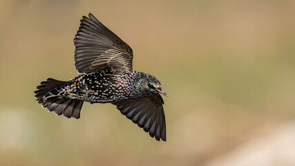 Starling in flight 