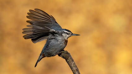 Krüper`s Nuthatch
