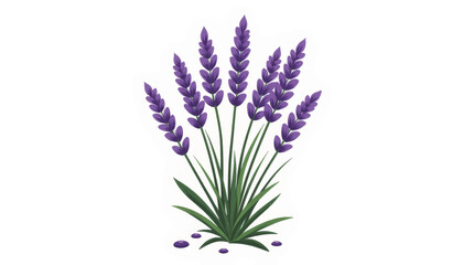 Naklejka premium Lavender sprigs arranged neatly on white background, simplicity