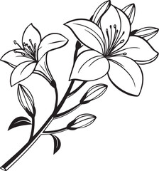Lily Flower line art vector icon, hand drawn vector illustration of a flower, Lily Flower line art silhouette vector black and white