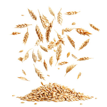 Barley with half slice falling and flotaing png