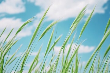 Waves of green grass dance under a bright blue sky filled with clouds