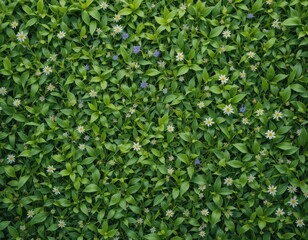 Obraz premium The background is a dense cover of elongated green leaves, among which small white and yellow flowers resembling daisies are evenly scattered. The stage radiates spring warmth and freshness.