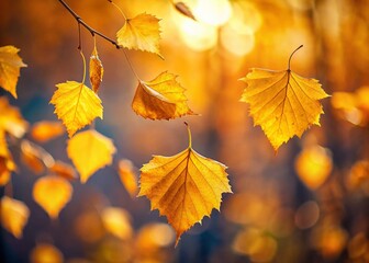 Fototapeta premium Falling Autumn Yellow Birch Leaves Cutout - Rustic Fall Background