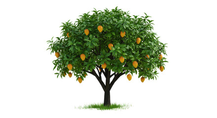 Isolated Mango Tree with Ripe Fruits