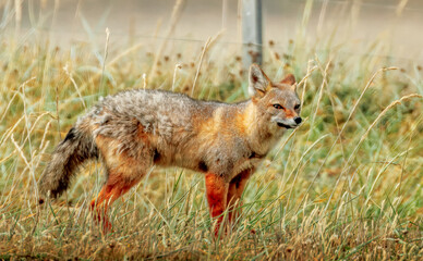 South American Gray Fox  in Fireland, Chile