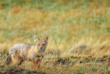 South American Gray Fox  in Fireland, Chile