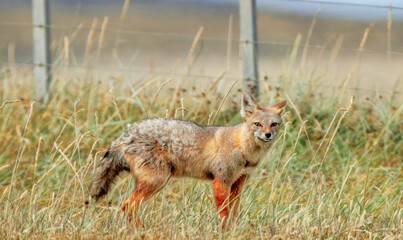 South American Gray Fox  in Fireland, Chile