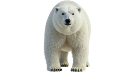 Fotobehang Ijsbeer Isolated Standing Polar Bear  © Julia