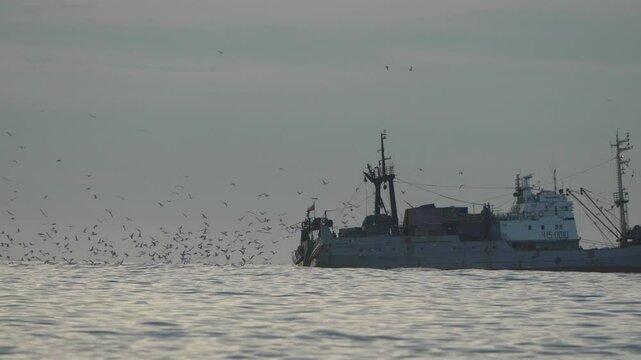 Fishing Trawler Birds Sea: Ocean fishing vessel attracts birds, likely discarding bycatch, at sea.
