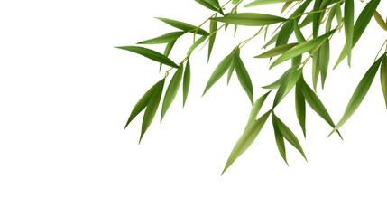 Obraz premium Elegant Bamboo Leaves: Capturing the essence of tranquility with delicate bamboo leaves gracefully arranged against a bright backdrop.