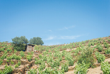 Viticulture en terrasse à Banyuls-sur-Mer
Vignoble en terrasse à Collioure. Agriculture méditerranéenne. Paysage de vignes. Cépage méditerranéen