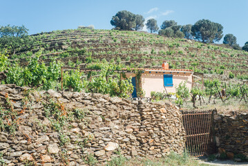 Viticulture en terrasse à Banyuls-sur-Mer
Vignoble en terrasse à Collioure. Agriculture méditerranéenne. Paysage de vignes. Cépage méditerranéen. Maison dans les vignes.